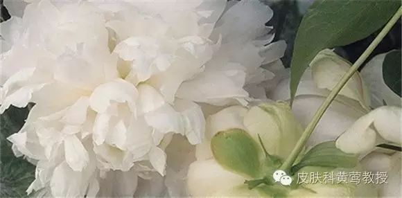 Bai Shao (White Peony) and Its Clinical Applications