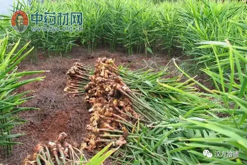 Encyclopedia of Chinese Medicine: The Efficacy and Functions of Dried Ginger