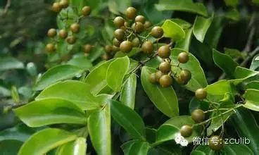 The 16 Medicinal Herbs Mentioned in Jay Chou's "Compendium of Materia Medica"