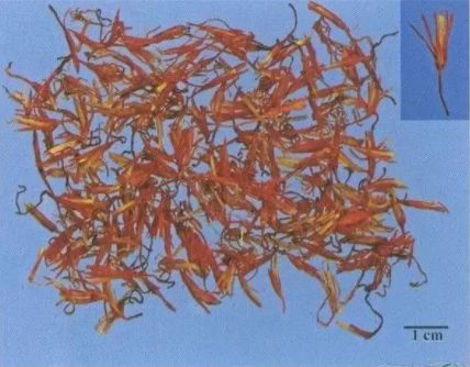 Understanding a Chinese Herbal Medicine Daily: Carthami Flos (Safflower)