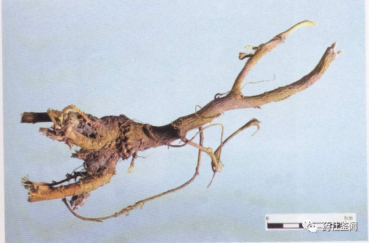 Traditional Chinese Medicine - Huangqi (Astragalus Root)