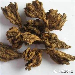 Guide to the Use of Huang Lian (Coptis Chinensis)