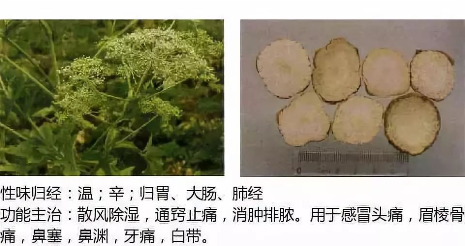 Illustrated Guide to Over 500 Chinese Medicinal Herbs (Including Therapeutic Effects)