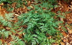 Understanding Chinese Herbal Medicine: Chuanxiong (Ligusticum Chuanxiong)