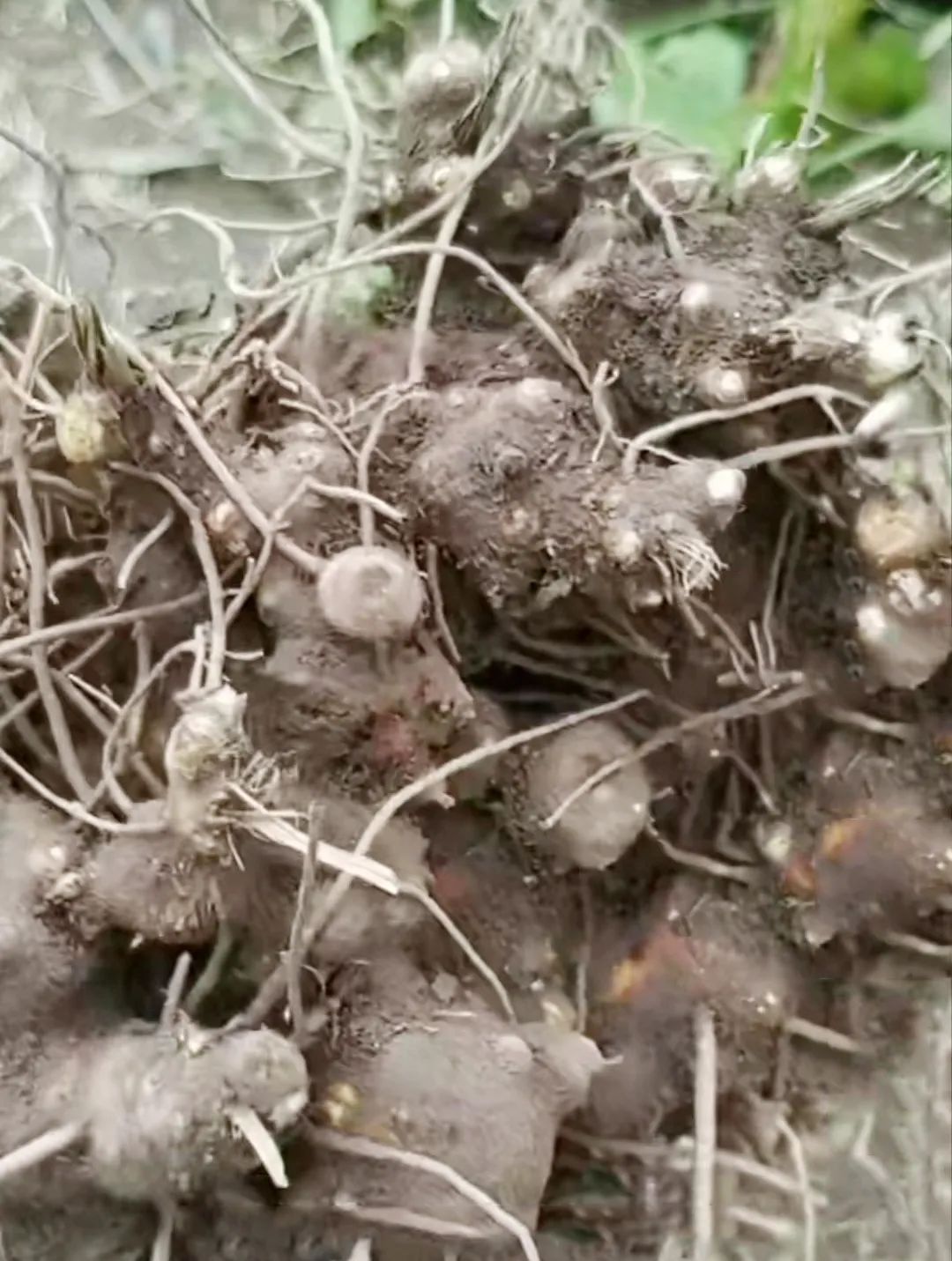 How to Consume Cang Zhu (Atractylodes)