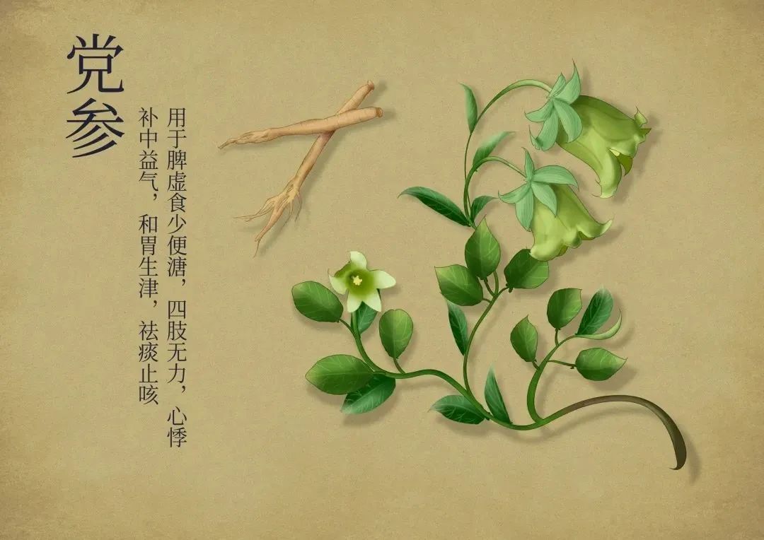The Medicinal and Nutritional Benefits of Dang Shen (Codonopsis pilosula)