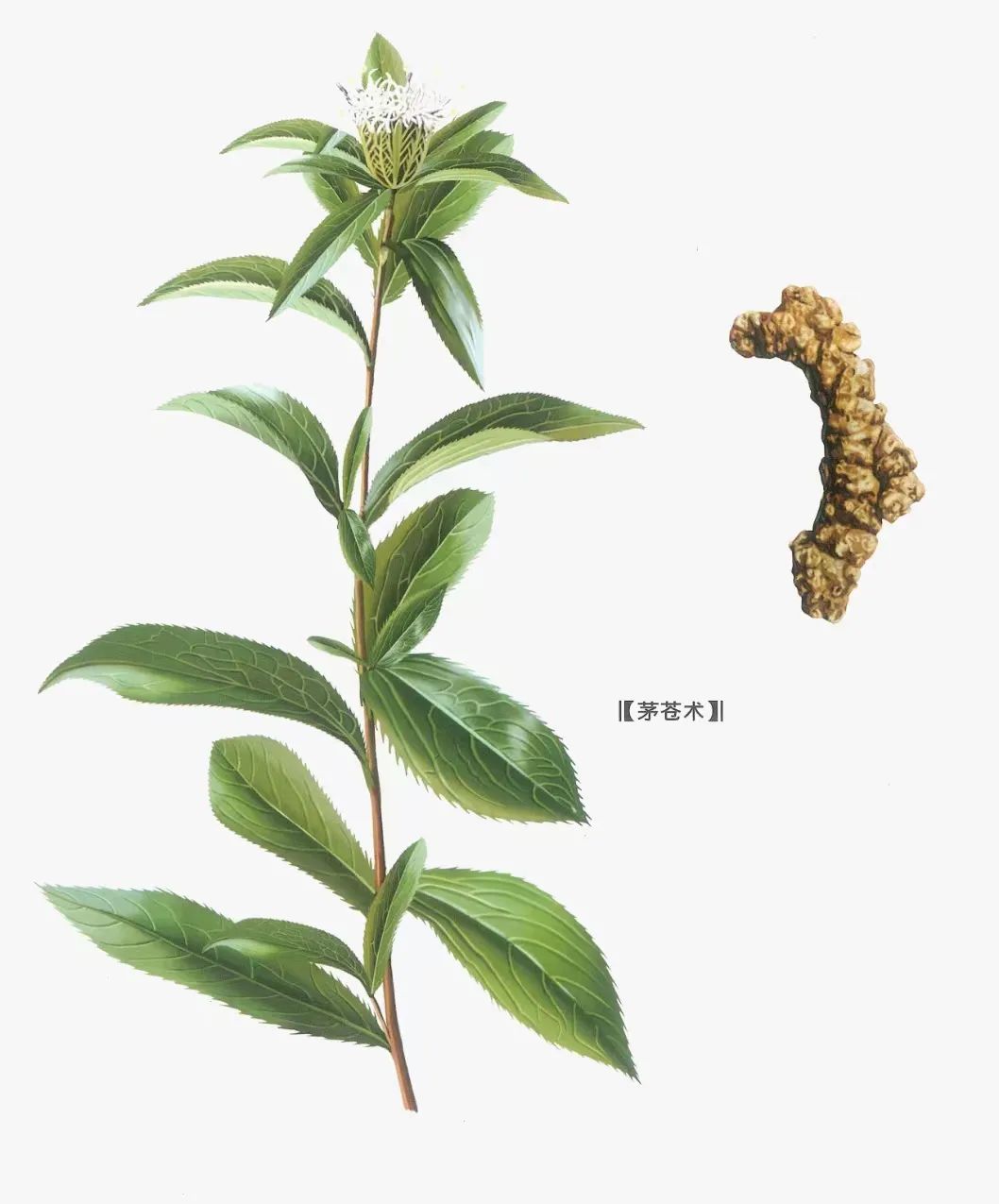 Cang Zhu (Atractylodes) - Drying Dampness, Strengthening the Spleen, and Treating Damp Bi