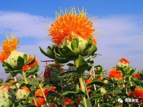 The Role of Honghua (Safflower) in Gynecology: Promoting Blood Circulation and Resolving Stasis