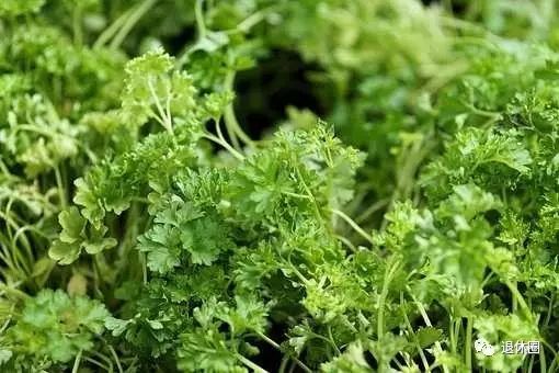 30 Dietary Therapy Recipes
