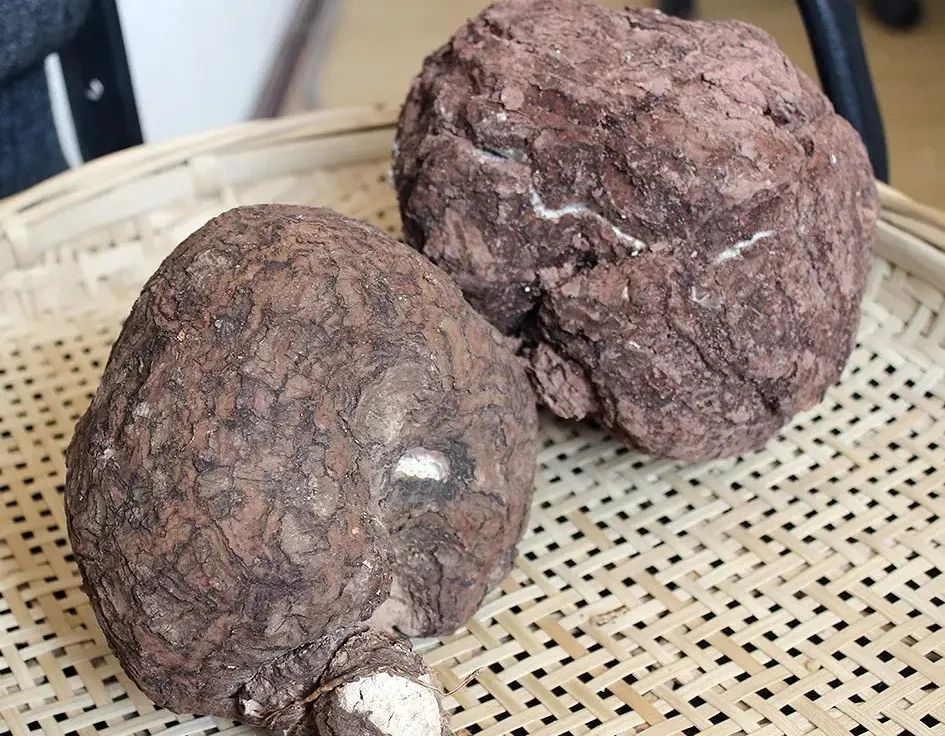 One of the Top Ten Chuan Medicinal Herbs: Fu Ling (Poria)