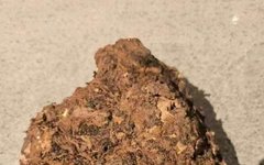 Essence of Materia Medica: A Superior Product for Promoting Diuresis, Resolving Dampness, Strengthening the Spleen, and Calming the Mind