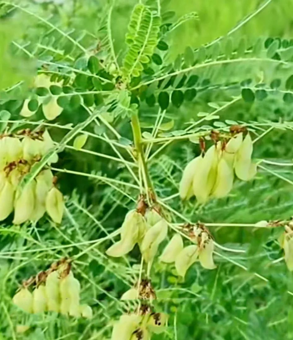 Overview of Astragalus (Huang Qi)