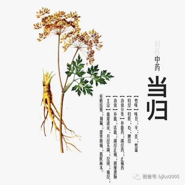 The Benefits and Uses of Angelica Sinensis (Dong Quai) in Traditional Chinese Medicine