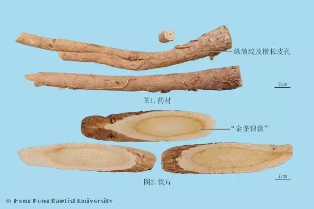 Traditional Chinese Medicine: Astragalus (Huang Qi)