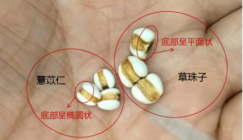Understanding Coix Seed: The Confusion Between ‘Yi Mi’ and ‘Yi Yi’