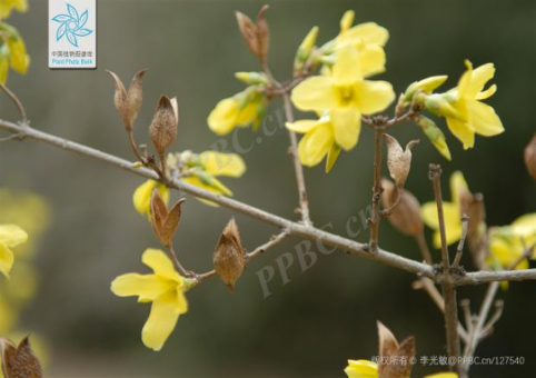 The Multifunctional Uses of Lianqiao: Qingqiao and Laoqiao