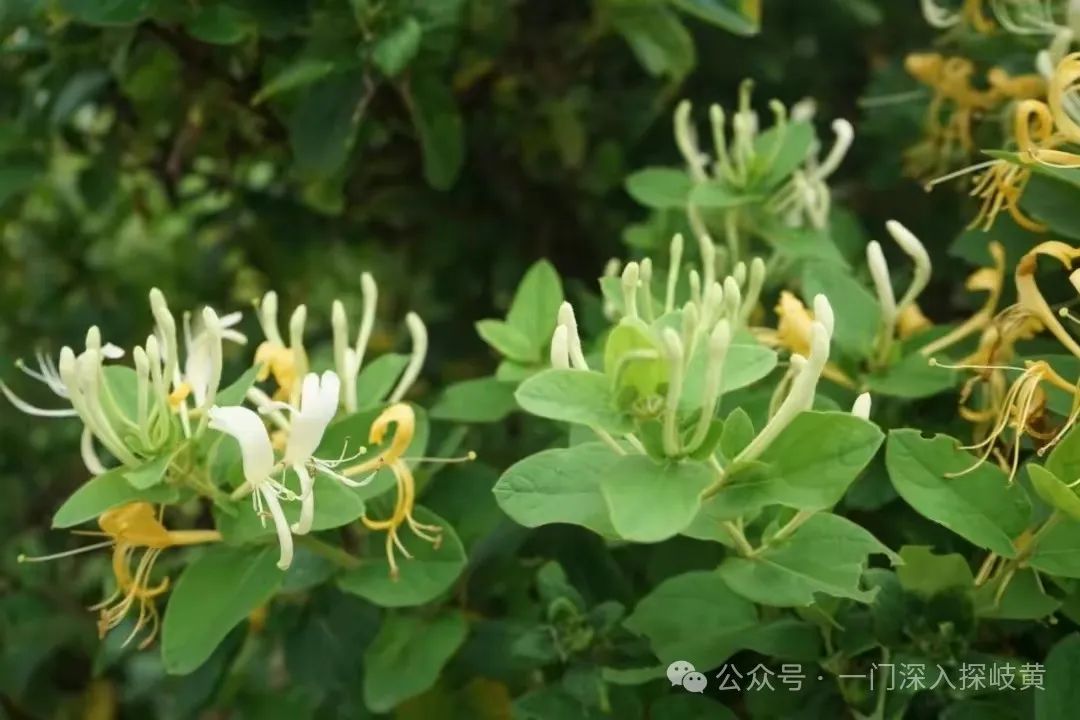 A Few Medical Insights on Jin Yin Hua (Honeysuckle)