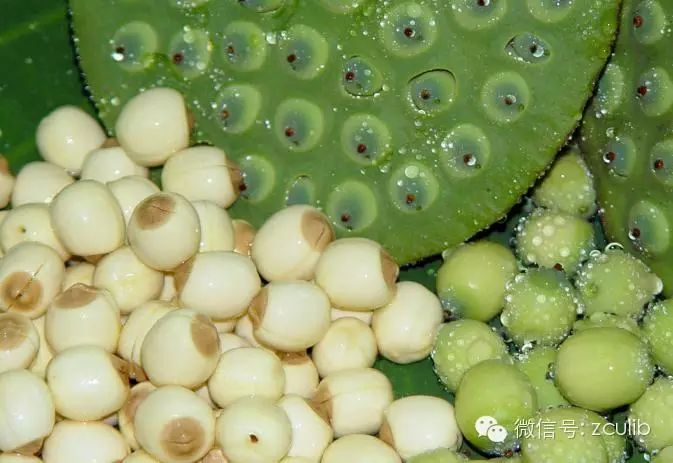 The 16 Medicinal Herbs Mentioned in Jay Chou's "Compendium of Materia Medica"