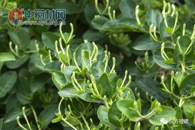 The Efficacy and Functions of Honeysuckle in Traditional Chinese Medicine