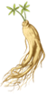 Health Science Popularization | Understanding Ginseng: 7 Key Questions for Safe Use