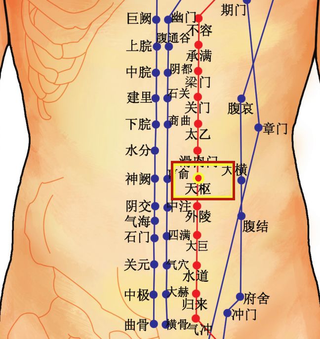 Acupoint Knowledge | Twelve Meridians: The Tian Shu Point of the Stomach Meridian