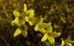 Pharmacological Insights into Forsythia