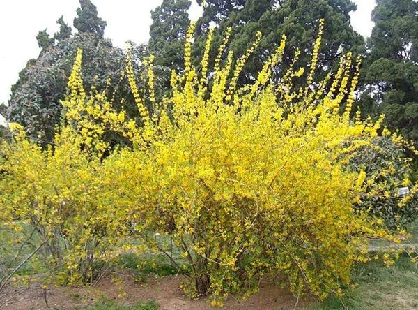 The Series of Traditional Chinese Medicinal Materials: Lian Qiao (Forsythia suspensa)