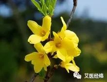 Daily Learning of a Chinese Herb - Lian Qiao