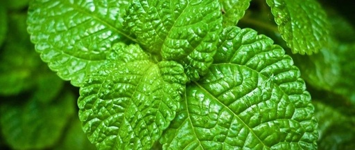 Integrating Nourishment and Treatment to Address the Pathology of Mixed Deficiency and Excess