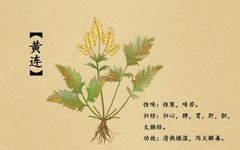 The Many Benefits of the Bitter Huang Lian (Coptis)