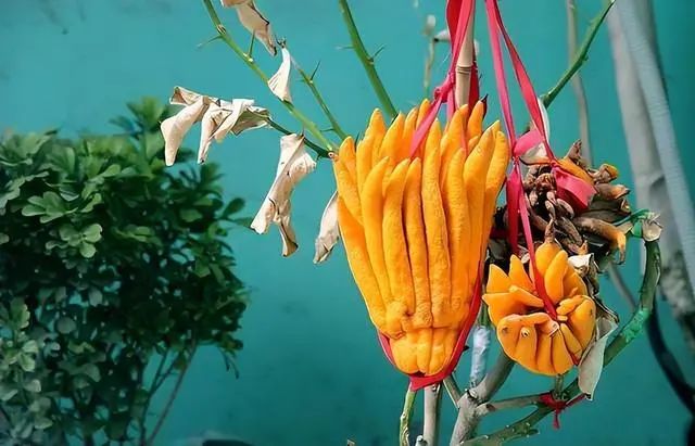 Understanding Hot and Cold Foods in TCM: A Comprehensive Guide