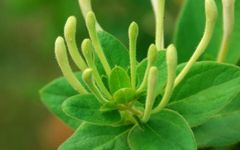 Understanding Jin Yin Hua (Honeysuckle Flower) in Traditional Chinese Medicine