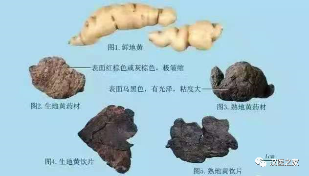 Research on Traditional Chinese Medicine: Rehmannia Glutinosa