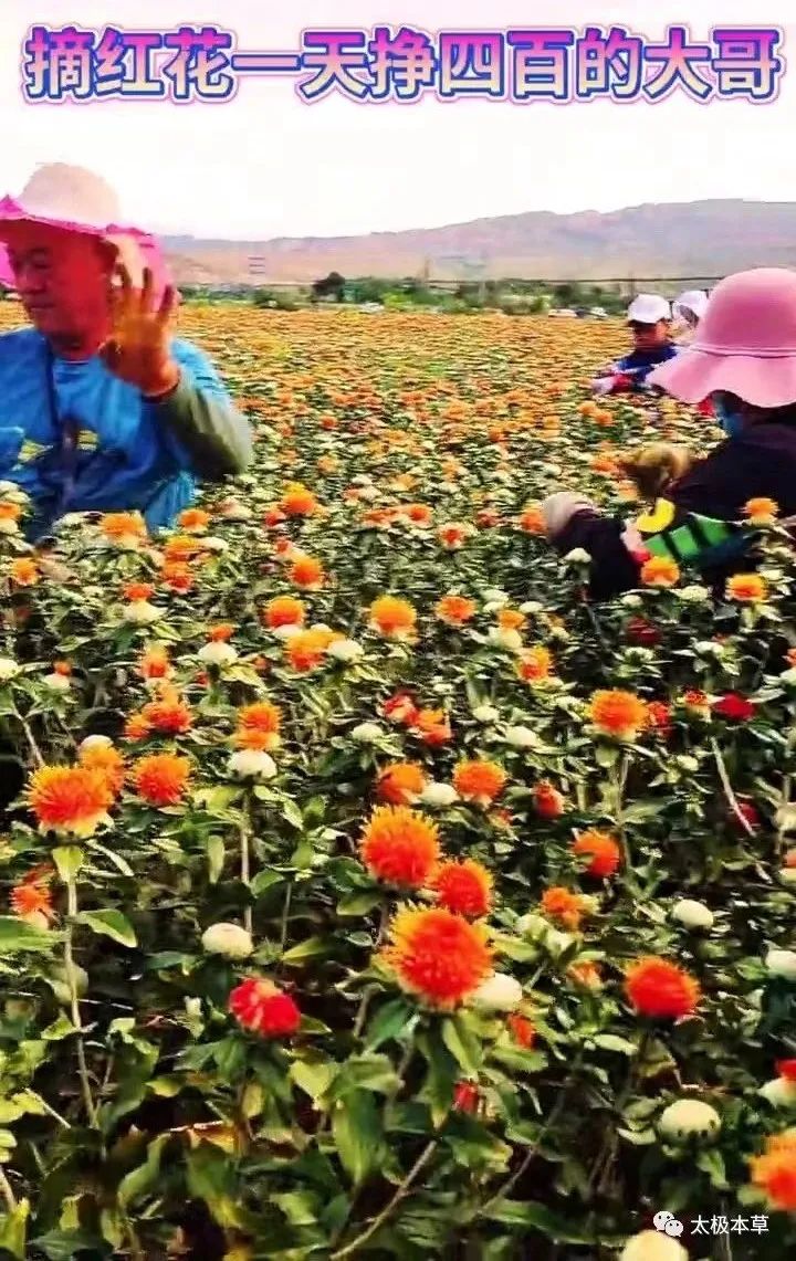 The Benefits of Safflower: Foot Soaks, Wine Infusions, and Treatment for Injuries and Cardiovascular Diseases