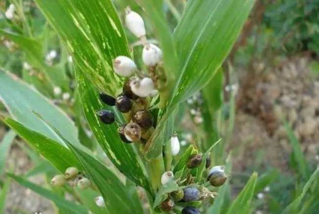 The Nutritional and Medicinal Value of Coix Seed (Yi Ren)