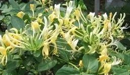 The Efficacy and Functions of Honeysuckle: What Are Its Uses?