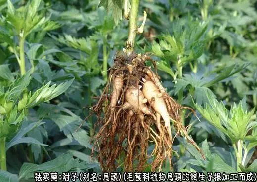 The Efficacy and Functions of Fu Zi: Reviving Yang, Supporting Fire, and Dispelling Cold