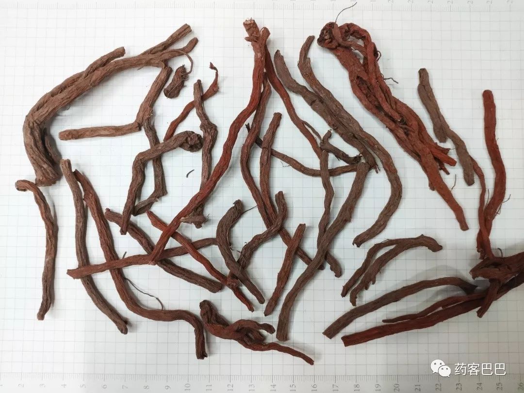 In-Depth Understanding of Dan Shen (Salvia miltiorrhiza)