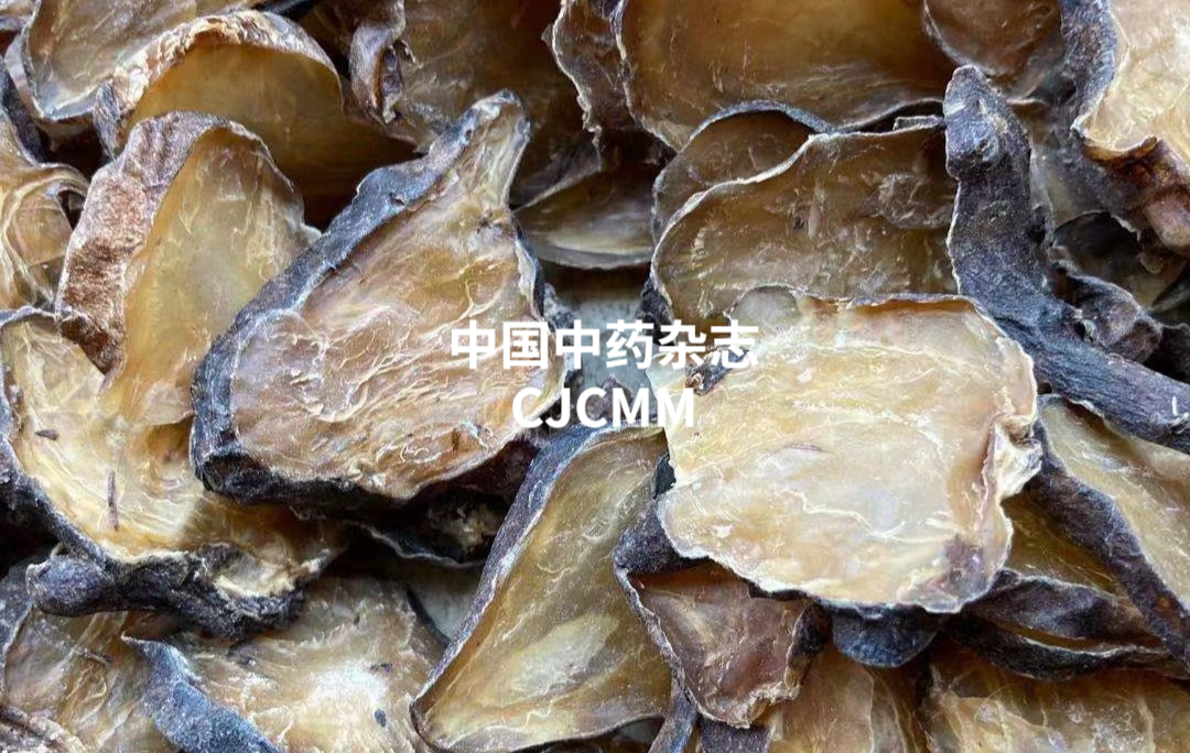 Spleen and Kidney Yang Deficiency Causes Numerous Illnesses: This Classic Formula Warms the Yang Qi of the Spleen and Kidney, Specializing in Eliminating Water Pathogens!