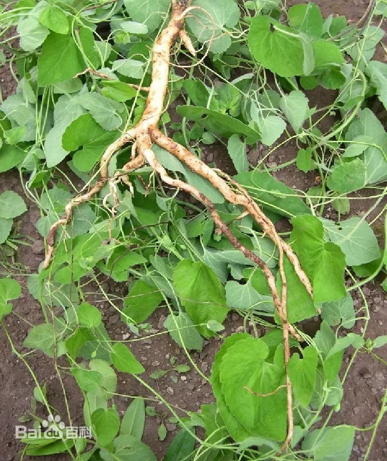 Understanding Chinese Herbs: Codonopsis (Dang Shen)