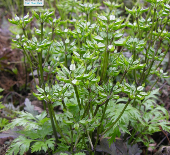 Coptis chinensis: A Comprehensive Overview of Its Characteristics, Habitat, and Medicinal Uses