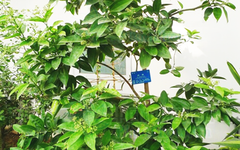 Understanding Cinnamon in Traditional Chinese Medicine