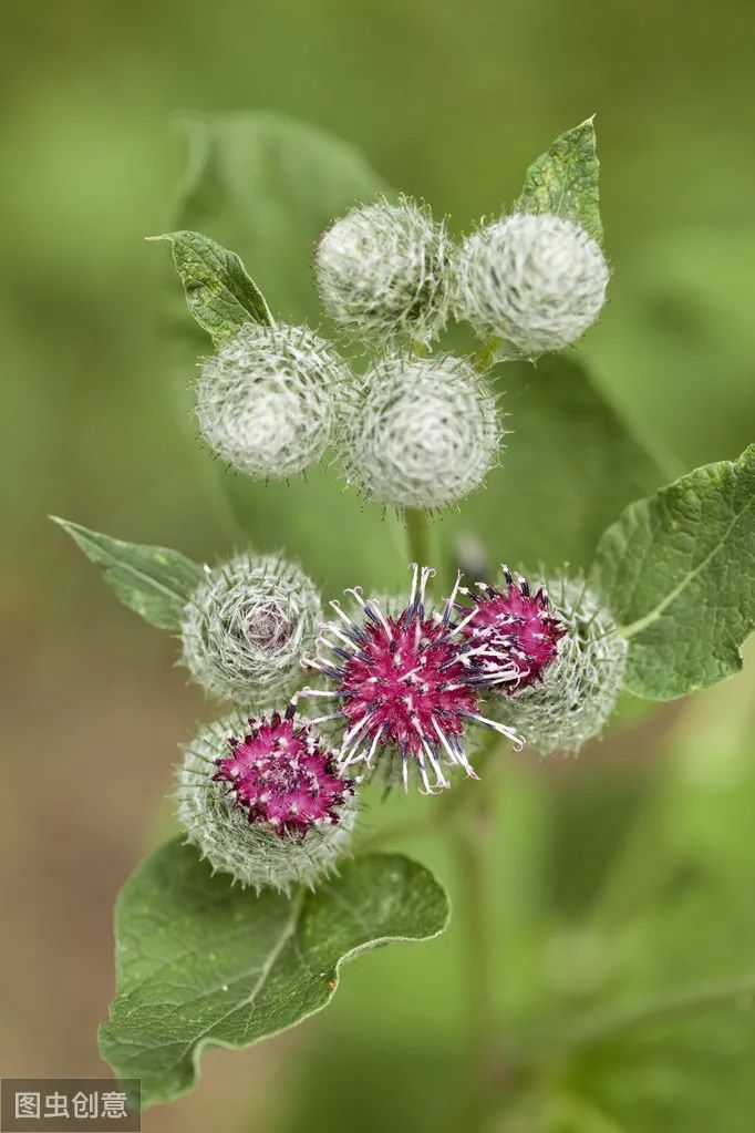 15 Classic and Practical Herbal Combinations for Clearing Heat and Detoxifying
