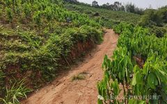 Cinnamon: A Unique and Profitable Tree Species
