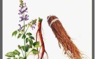 Side Effects and Dietary Contraindications of Dan Shen: How to Use Correctly and Avoid Risks