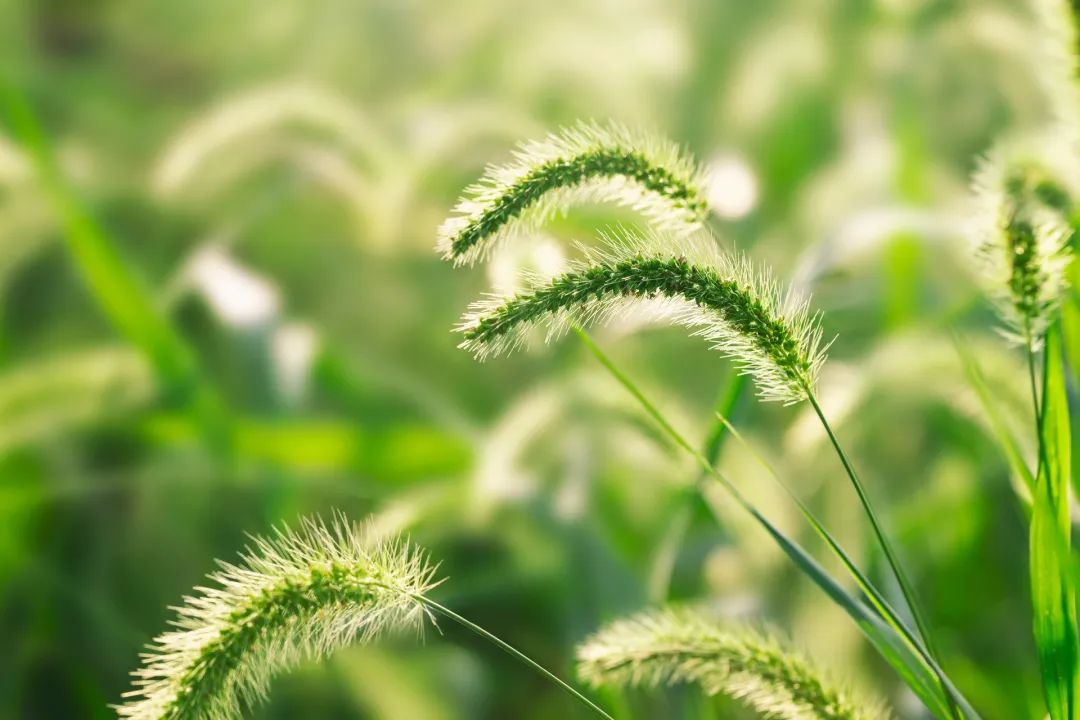 A Delicious Herbal Tea for Children with Wind-Heat Cold
