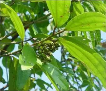 The Remarkable Chinese Herb: Cinnamon