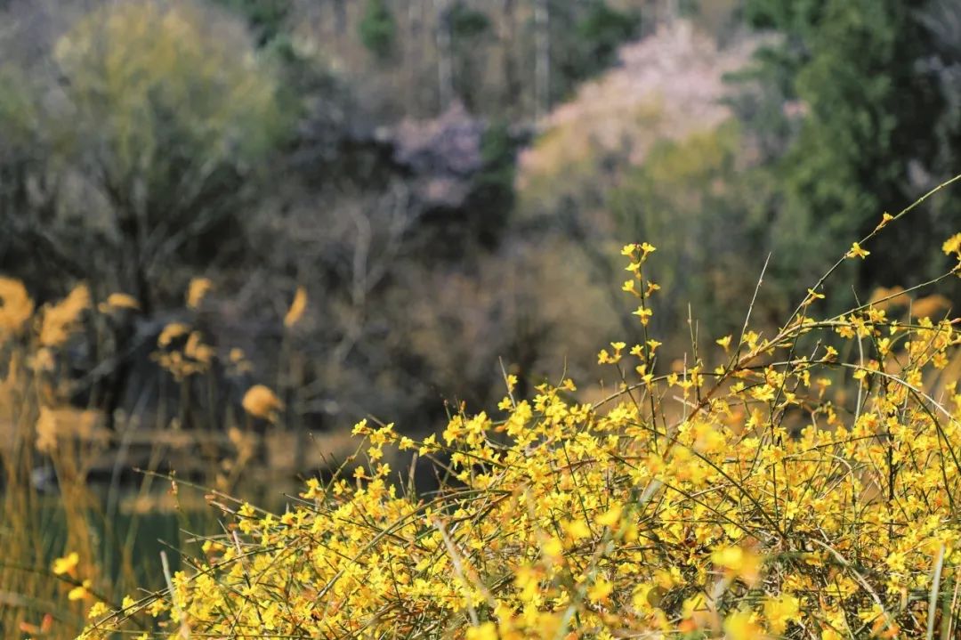 Spring or Forsythia? Distinguishing Their True Appearance