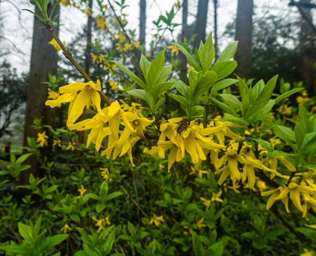 Comprehensive Guide to Herbs: The Efficacy and Functions of Lian Qiao (Forsythia)
