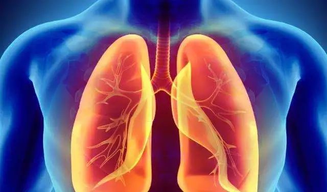 Understanding the 'Five Organs' in Traditional Chinese Medicine: Their Roles and Interconnections